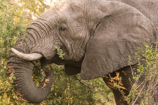 Free photo large african elephant in a south african reserve, during daylight