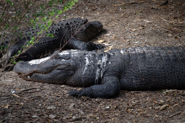 Free Photo large american alligator covered with bird droppings