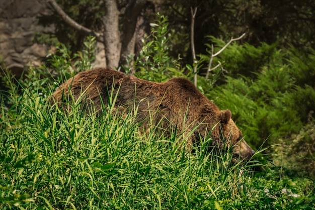 Free photo large bear hidden amongst the tall blades of grass