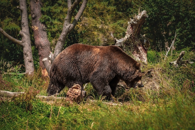 Free photo large brown bear strolling on path