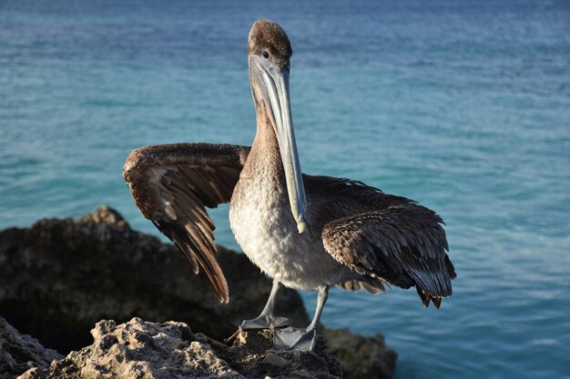 Free Photo large brown pelican posing on a rock in aruba.