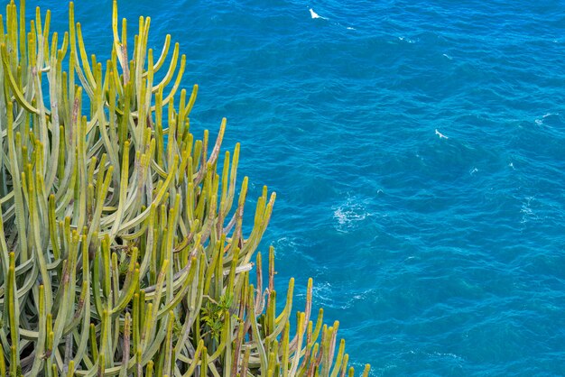 Large cactus with thorns growing on the cliff over the ocean. Sea with small waves on the background