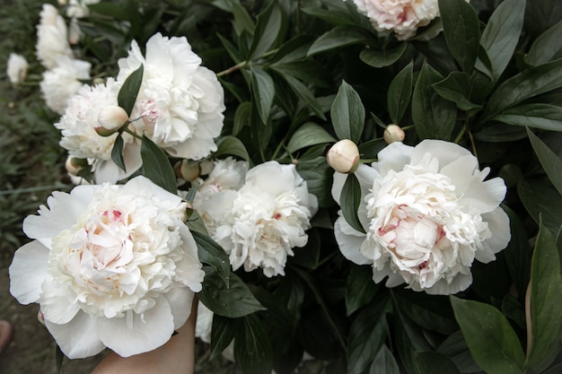 Free Photo large flowers of white peonies on a bush close-up