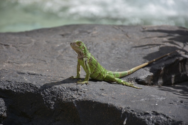 Free photo large green iguana on a rock in aruba.