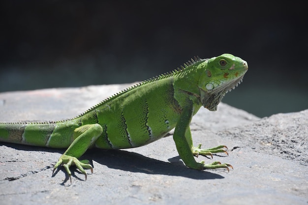 Free Photo large green iguana with long claws poised on a gray rock