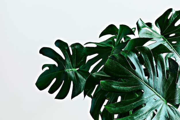 Large green leaves of tropical monstera on a light gray background with copy space Closeup selective focus scandinavian style room interior