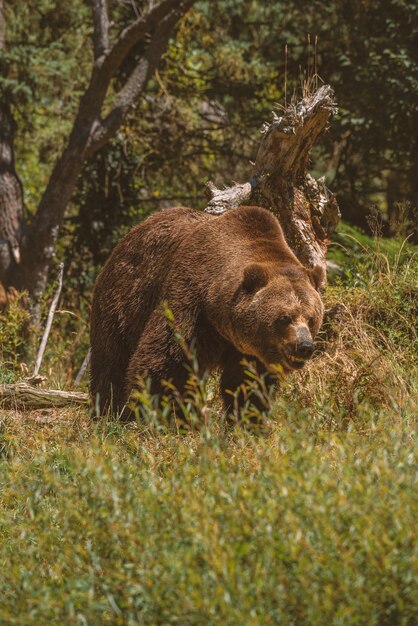 Large grizzly bear walking towards with mouth open