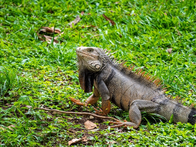 Large Herbivorous Lizard Staring on the Grass