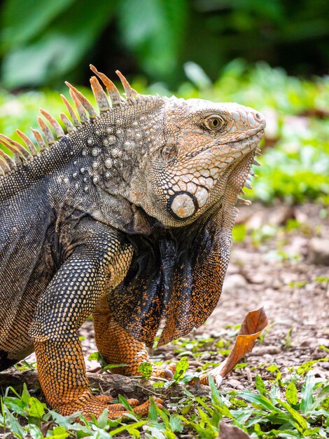 Large Herbivorous Lizard Staring on the Grass