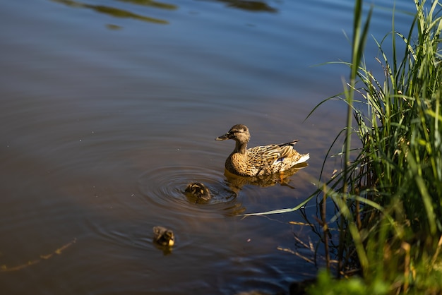 A large mother duck ducklings rest on the shore of the reservoir and swim