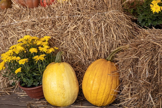 Free photo large pumpkins among straw and flowers, rustic style, autumn harvest.