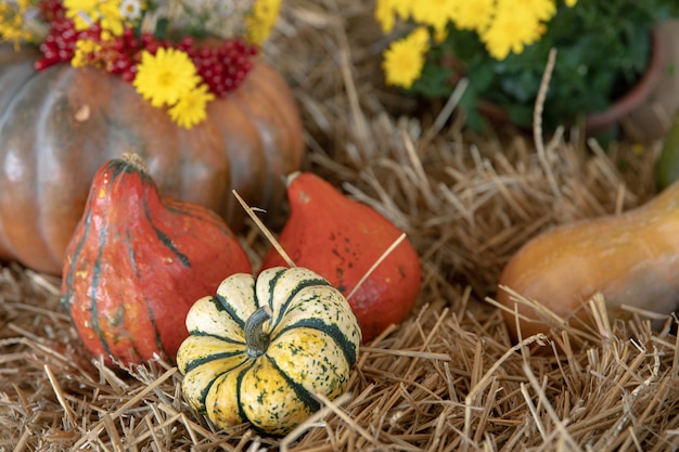 Large pumpkins among straw and flowers, rustic style, autumn harvest.