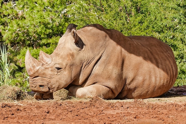 Free photo large rhino resting in the sun