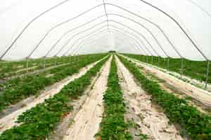 Free photo large and spacious modern hothouse containing strawberries