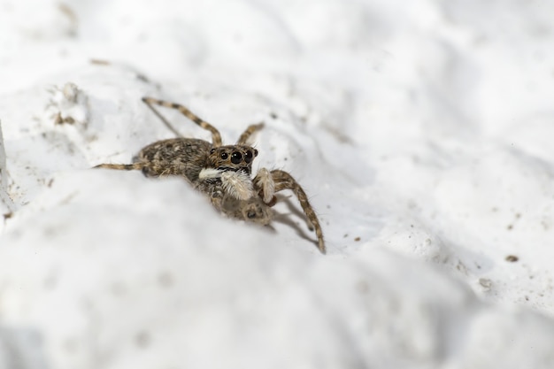 Free Photo large spider sitting on white sand