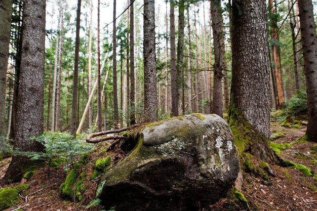 Large stones of rocks at wet forest in Carpathian mountains