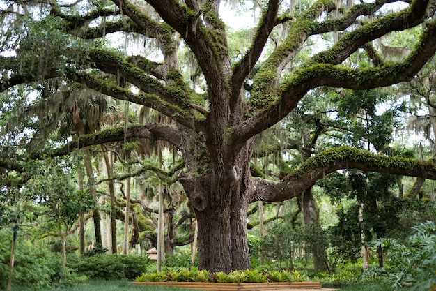 Free photo large tree covered in greenery and mosses in a park