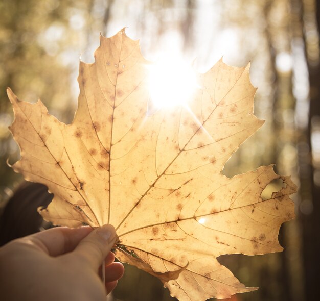 A large yellow autumn leaf in a woman's hands.