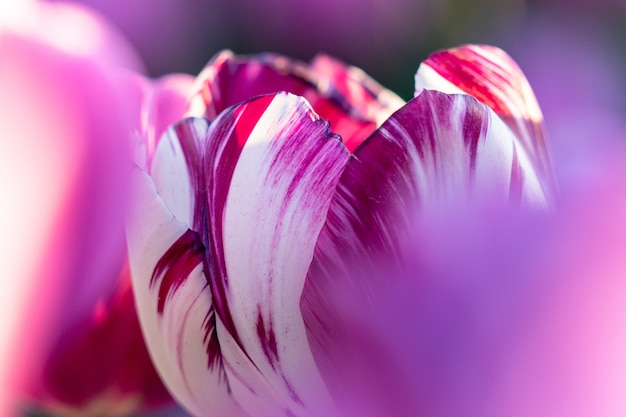 In late April through early May, the tulip fields in the Netherlands colourfully burst into full bloom. Fortunately, there are hundreds of flower fields dotted throughout the Dutch countryside, which