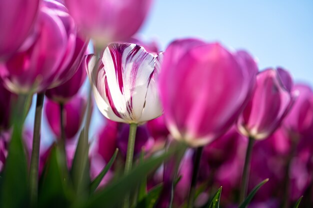 Free Photo in late april through early may, the tulip fields in the netherlands colourfully burst into full bloom. fortunately, there are hundreds of flower fields dotted throughout the dutch countryside, which