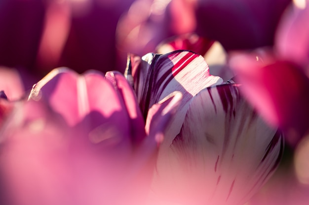 In late April through early May, the tulip fields in the Netherlands colourfully burst into full bloom. Fortunately, there are hundreds of flower fields dotted throughout the Dutch countryside, which