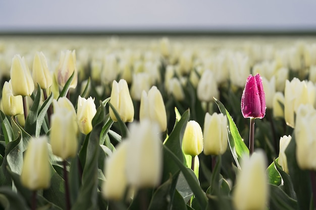 Free photo in late april through early may, the tulip fields in the netherlands colourfully burst into full bloom. fortunately, there are hundreds of flower fields dotted throughout the dutch countryside, which