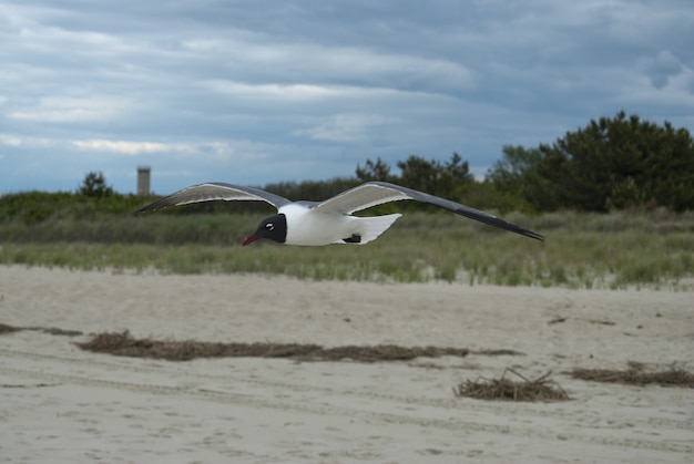 Free photo laughing gull flying over a field covered in houses and greenery under a cloudy sky