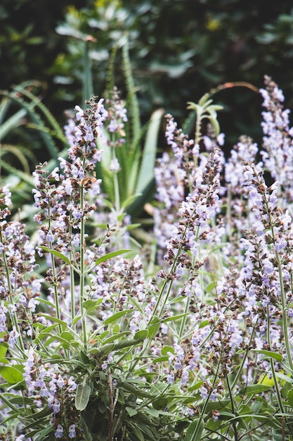 Free photo lavanda flowers in field