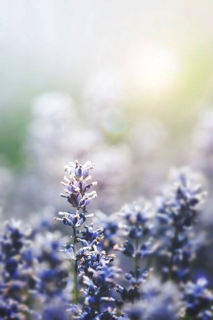 Lavender background