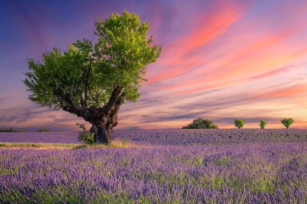 Free photo lavender field at sunset near valensole