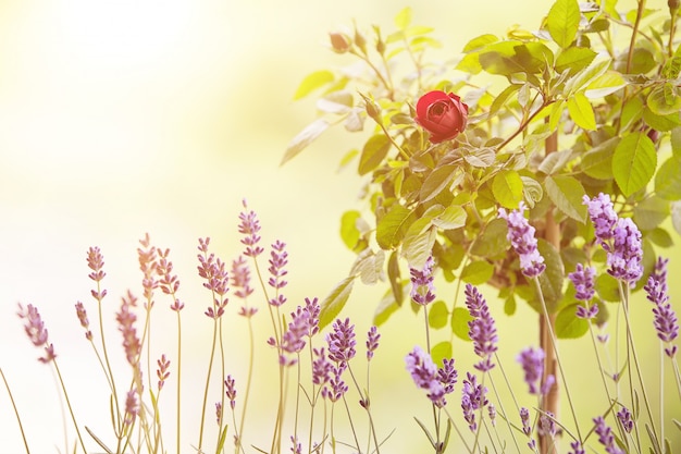 The Lavender field.