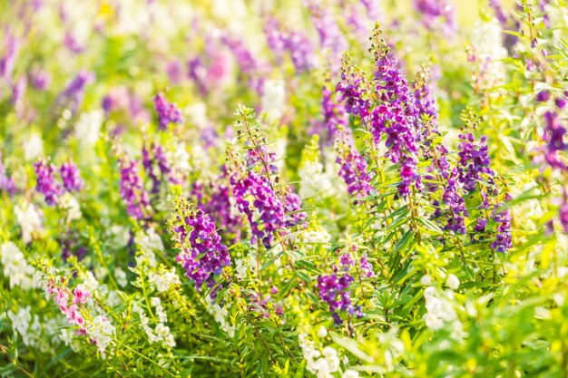 Lavender flower garden