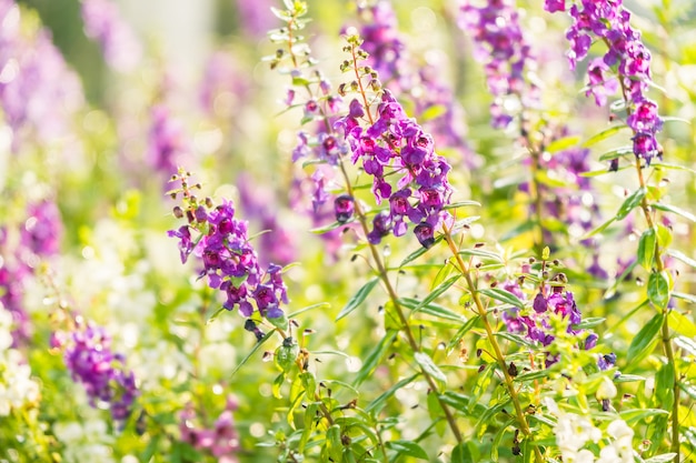 Lavender flower garden