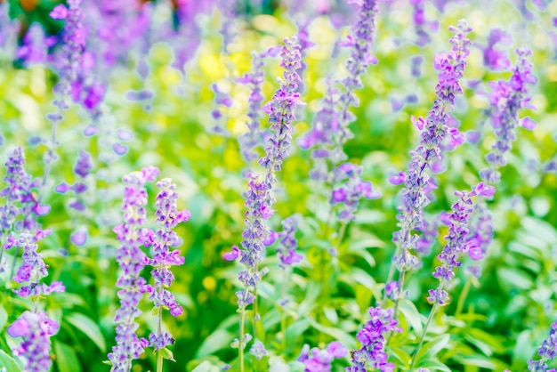 Lavender flower