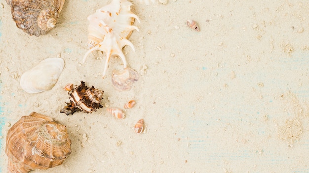 Free photo layout of seashells among sand