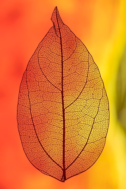 Leaf backlit with red and orange light