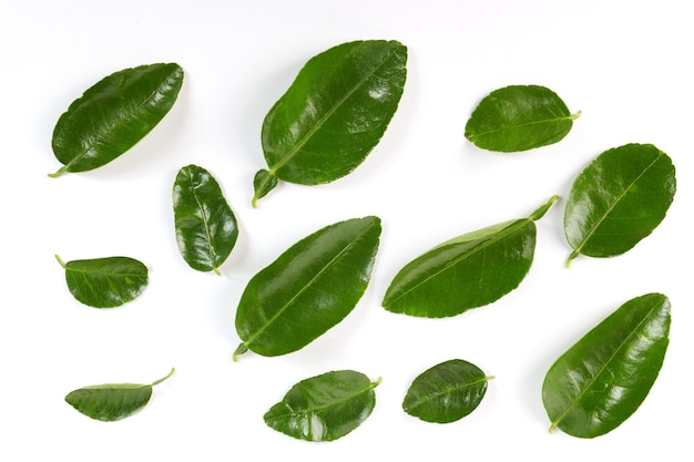 Free photo leaf citrus isolated on white. leaf collection. fresh green young lemon leaves isolated on white surface. it's freshly picked from home growth organic garden. food concept.