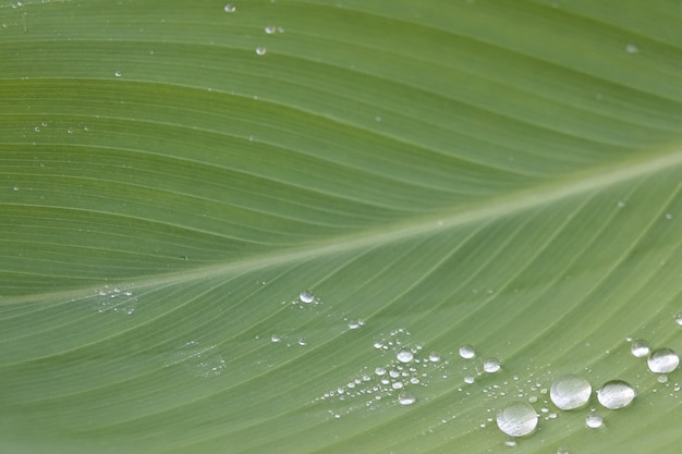 Leaf close up with water drops