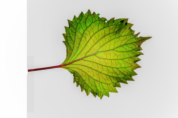 Free photo leaf on gray background