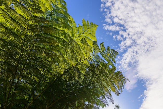 Free photo leaf and sky background