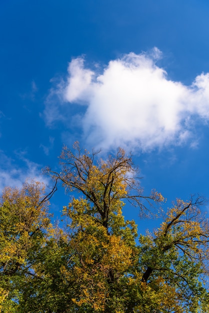 leaf and sky background