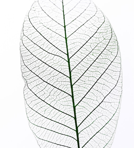 Leaf on the table