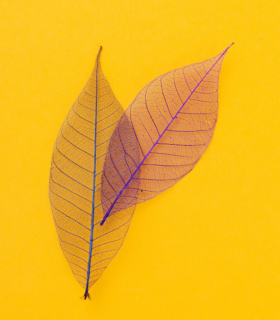 Leaf on the table