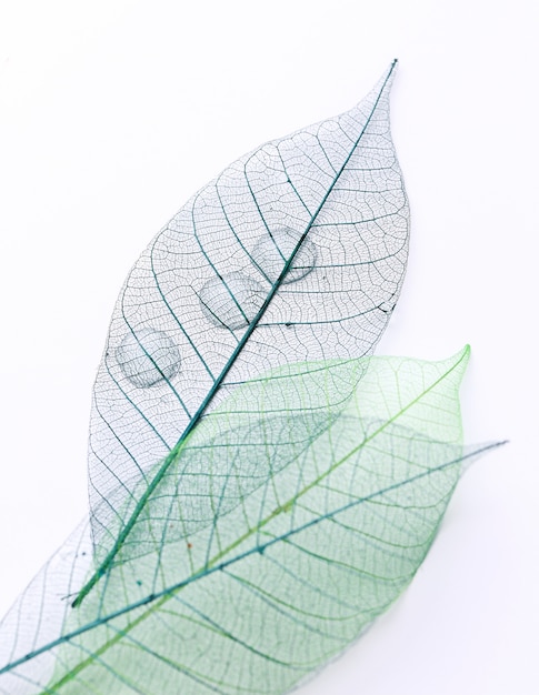 Leaf on the table