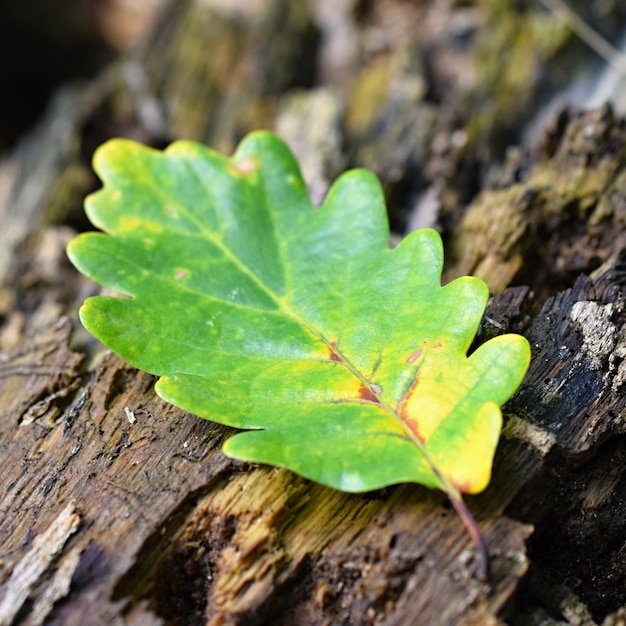 Free Photo leaf over a trunk