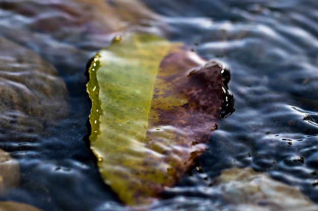 Leaf under water