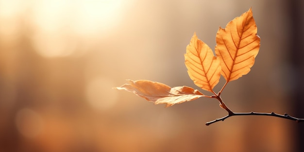 Free photo leaf with a forest softly blurred behind