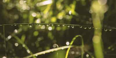 Free photo leaf with water drops on it in a garden under sunlight with a blurry background