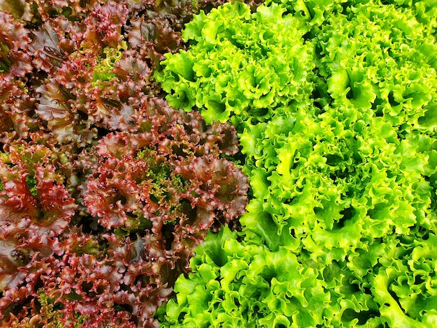 Leafy vegetables are growing in indoor farm/vertical farm. Vertical farm