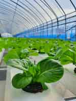 Free photo leafy vegetables are growing in indoor farm/vertical farm. vertical farm